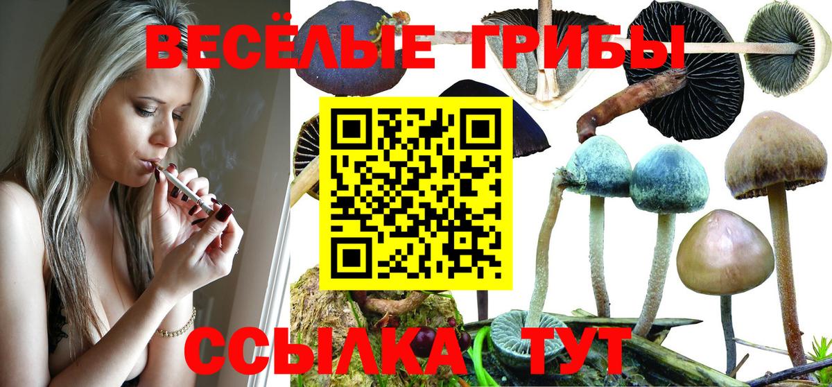 Псилоцибиновые грибы мицелий Кохма